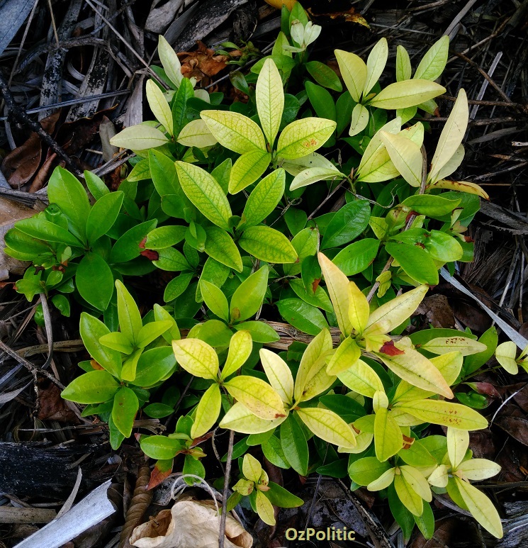 Grumichama seedlings - is theyellowing caused by nutrient deficiency or too much sun?