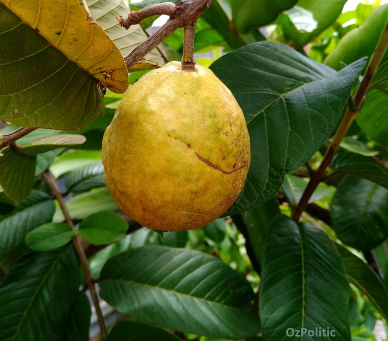 Guava Fruit