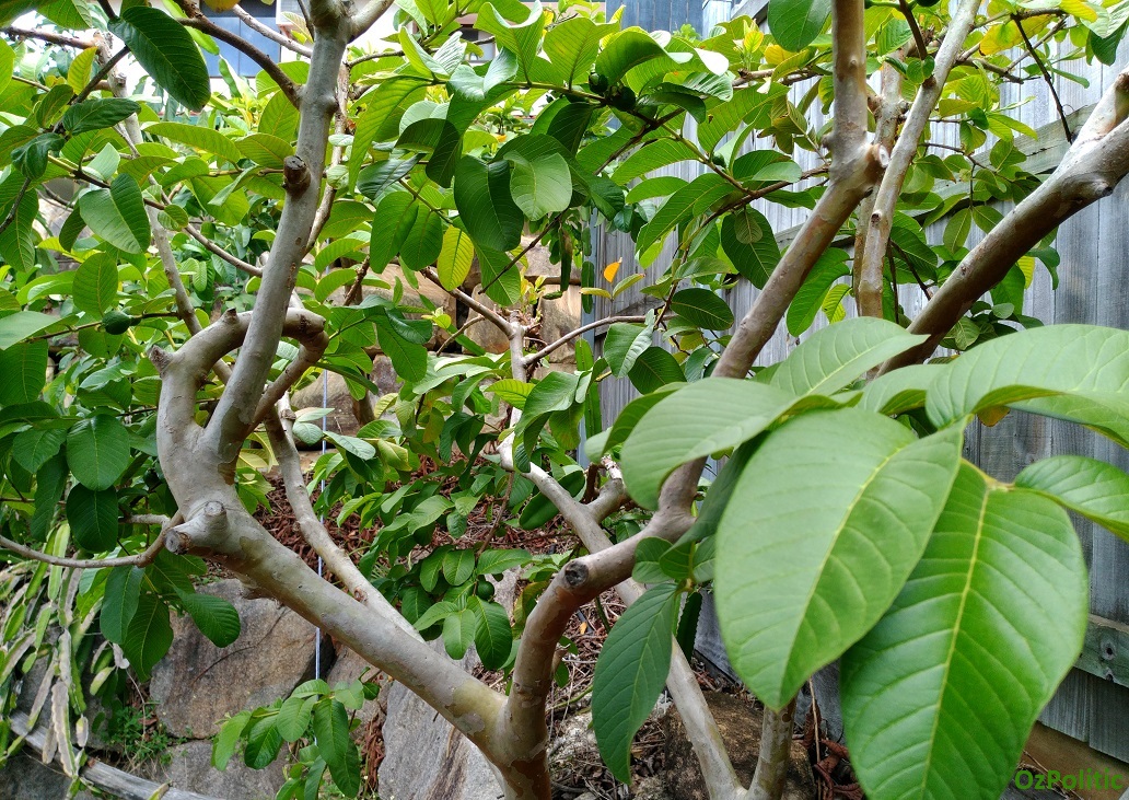 Guava Tree