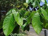 photo: leaves of the Inga bean, click for a larger image