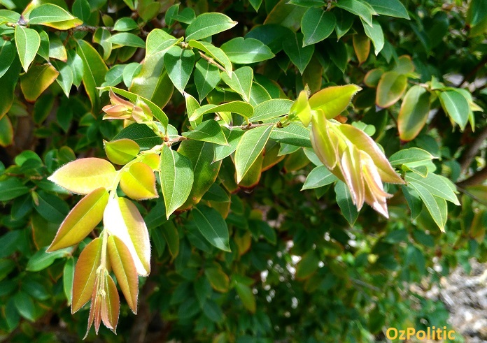 Jaboticaba leaves