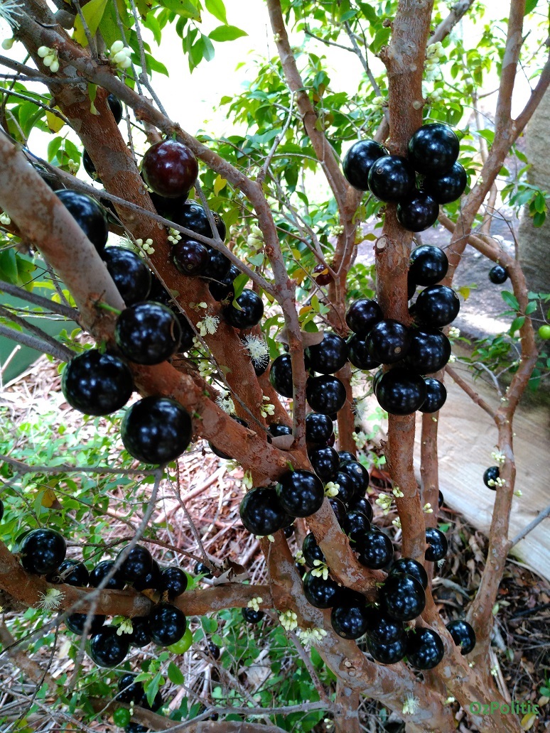 Jaboticaba fruit on the trunk