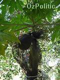 Papaya with fruit covered to keep the bloody possums off it photo, click for a larger image