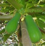 Fruit of the 'female' papaya photo, click for a larger image