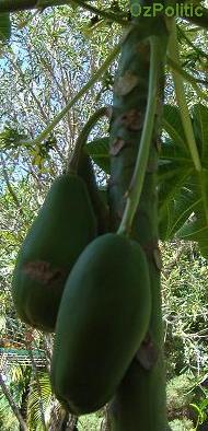 Fruit of the 'male' papaya photo