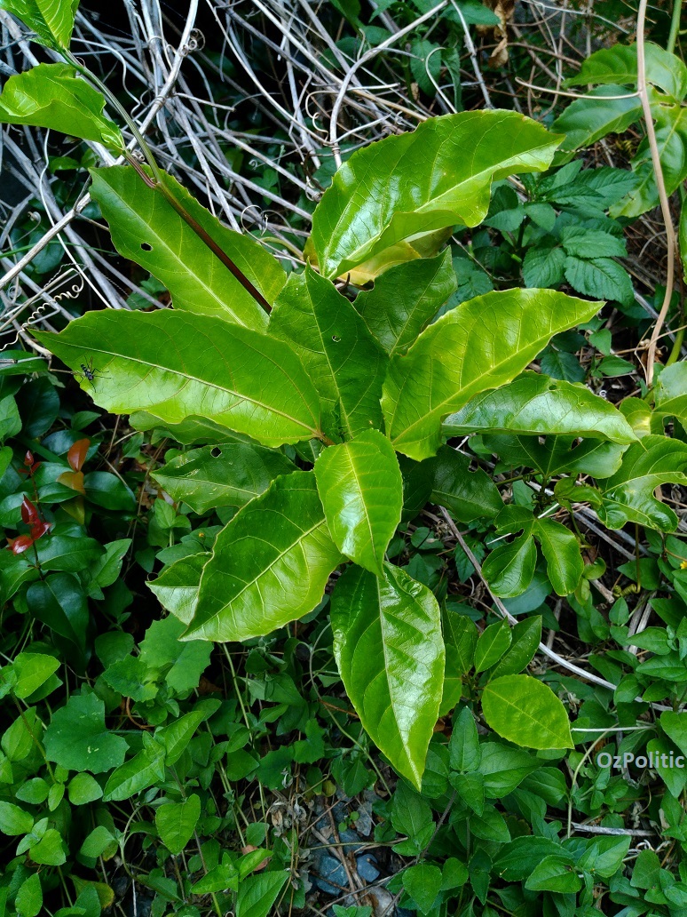 Passion Fruit Leaves