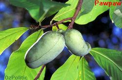 Pawpaw photo, click for a larger image