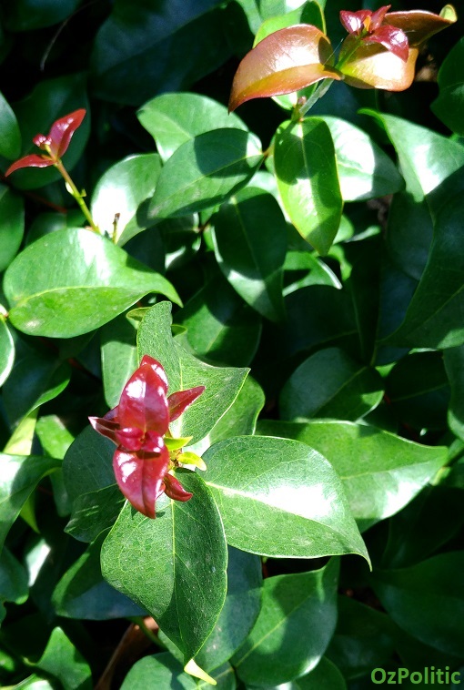 Surnam Cherry Leaves