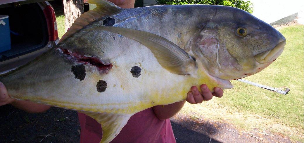 trevally