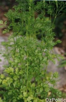 coriander photo