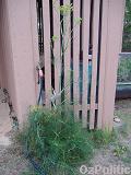 Fennel plant photo, click for a larger image