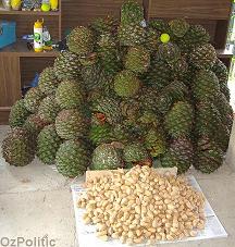 2006 Bunya harvest, all from within Brisbane, click for a larger image