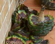 photo of a split bunya cone, click for a larger image