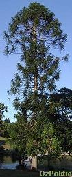 Bunya pine photo, click for a larger image