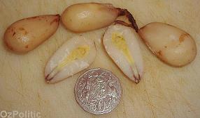 cooked Bunya nuts photo with an Australian 50c piece, 32mm across, click for a larger image